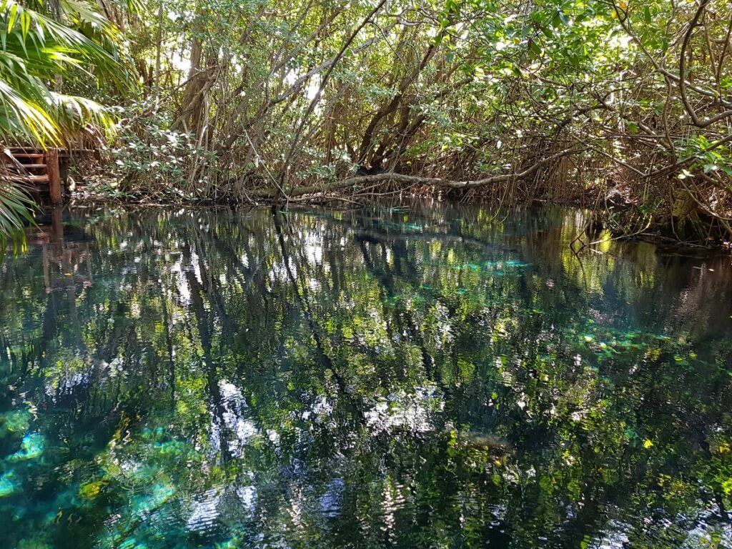 mangrove area at sandos caracol