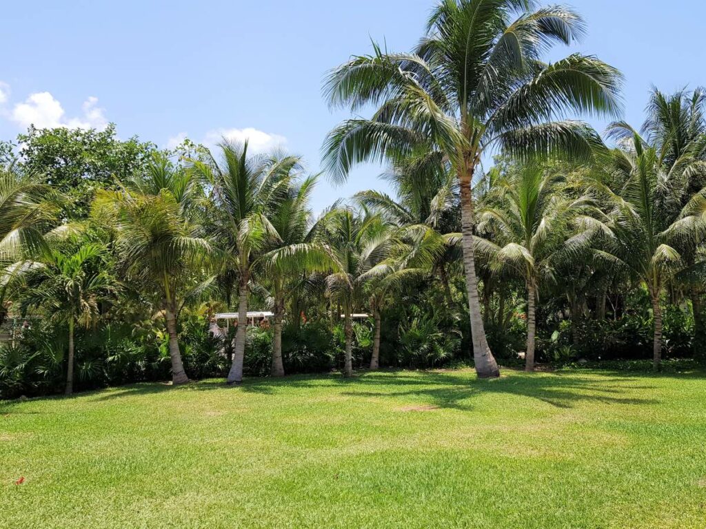 Big lawn for evengs and weddings with palmtrees