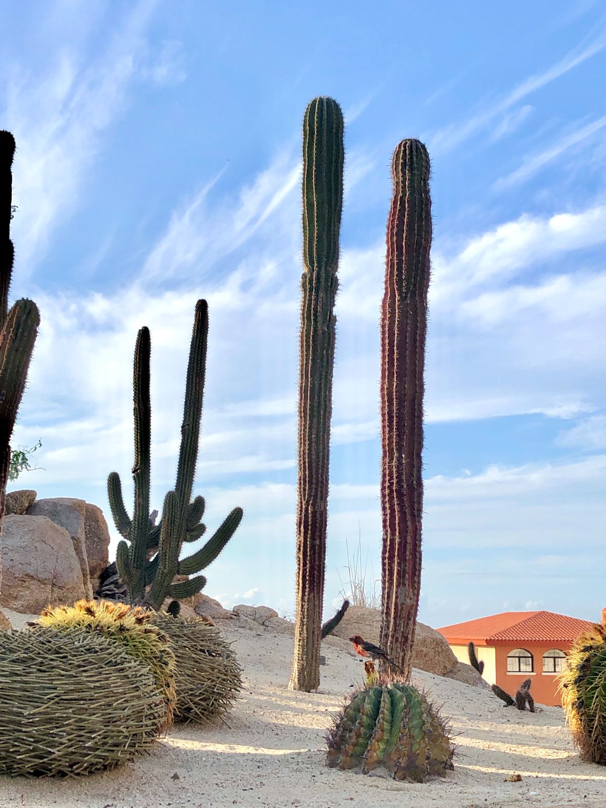 jardin de cactus avec un oiseau