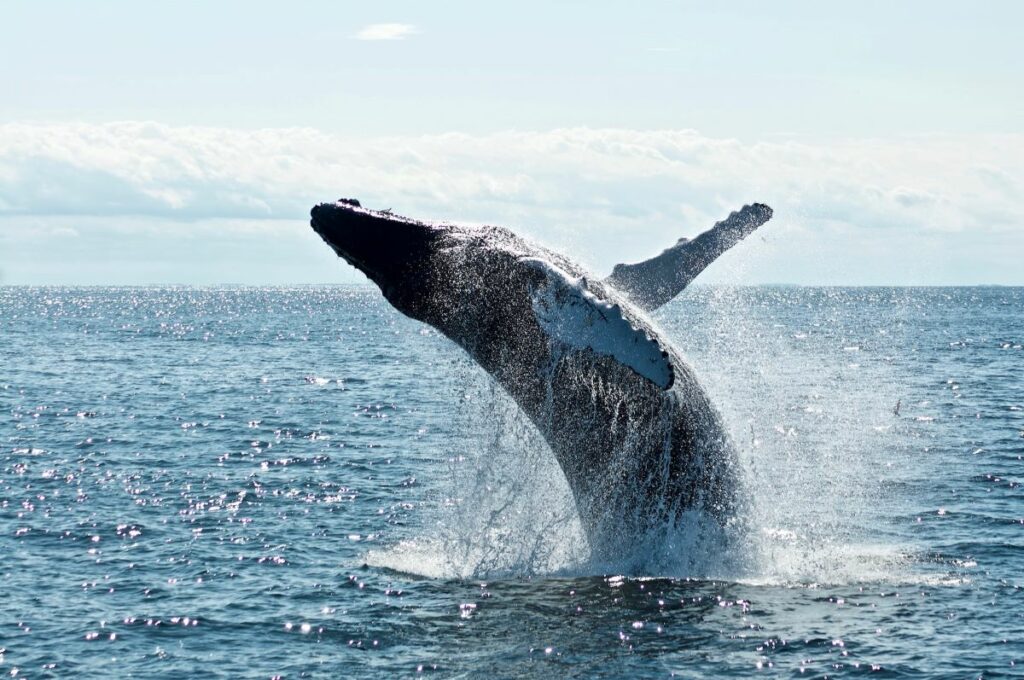 A whale jumping above the water in Los Cabos