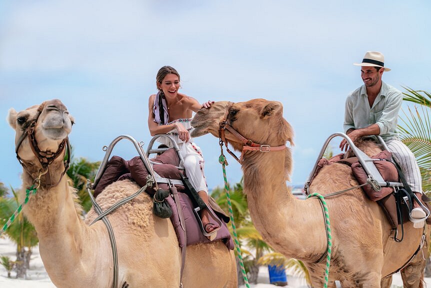 camel rides are activities available at marina maroma in the riviera maya