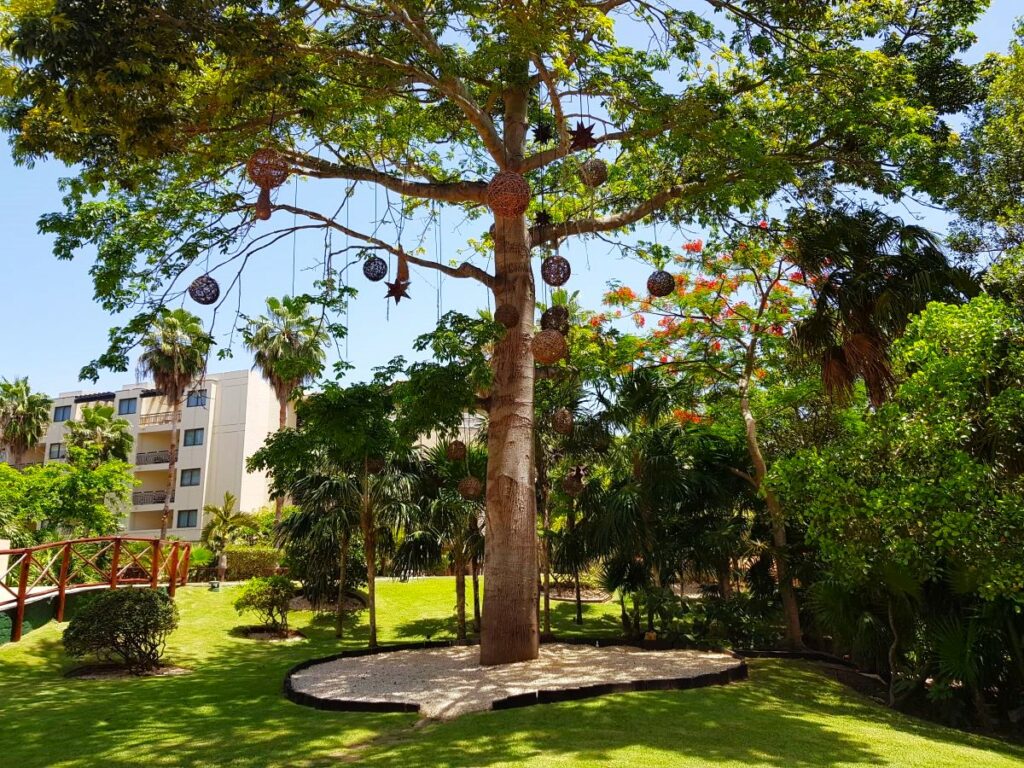 Ceiba tree at dreams riviera cancun weddings